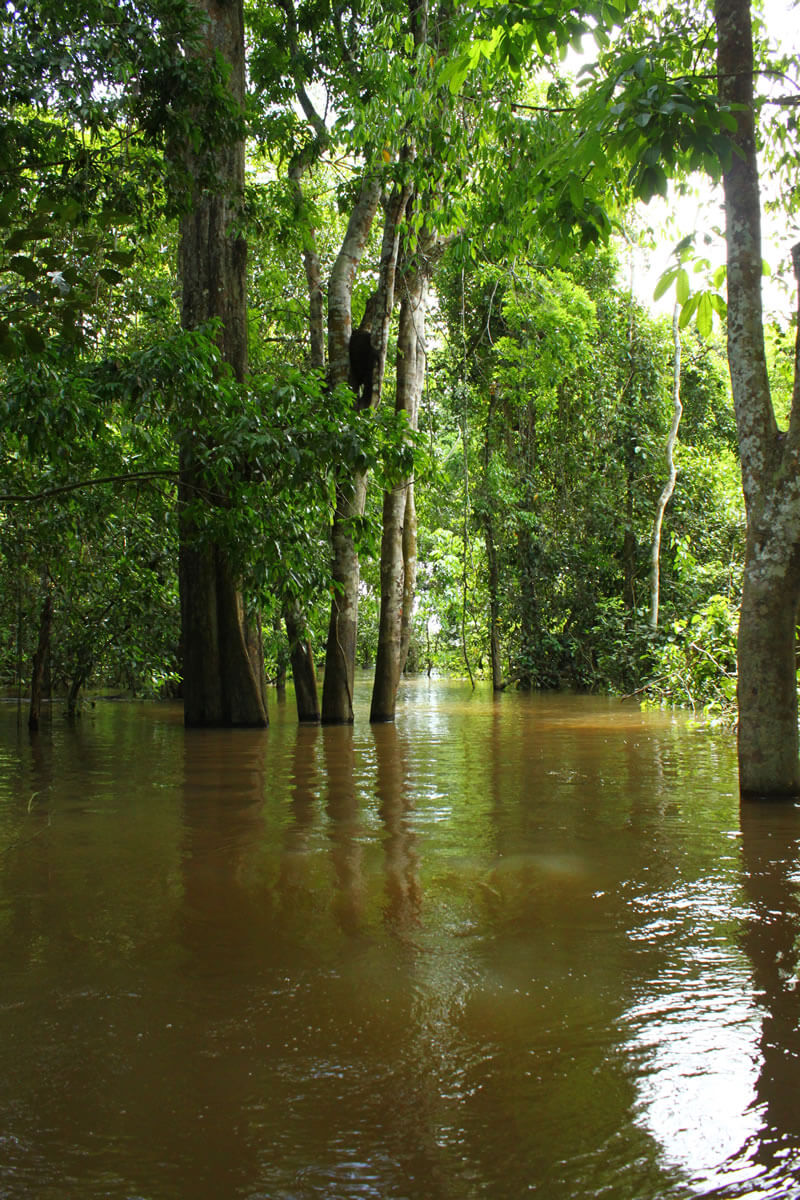 Central Amazon Conservation Complex & Reserve | LAC Geo